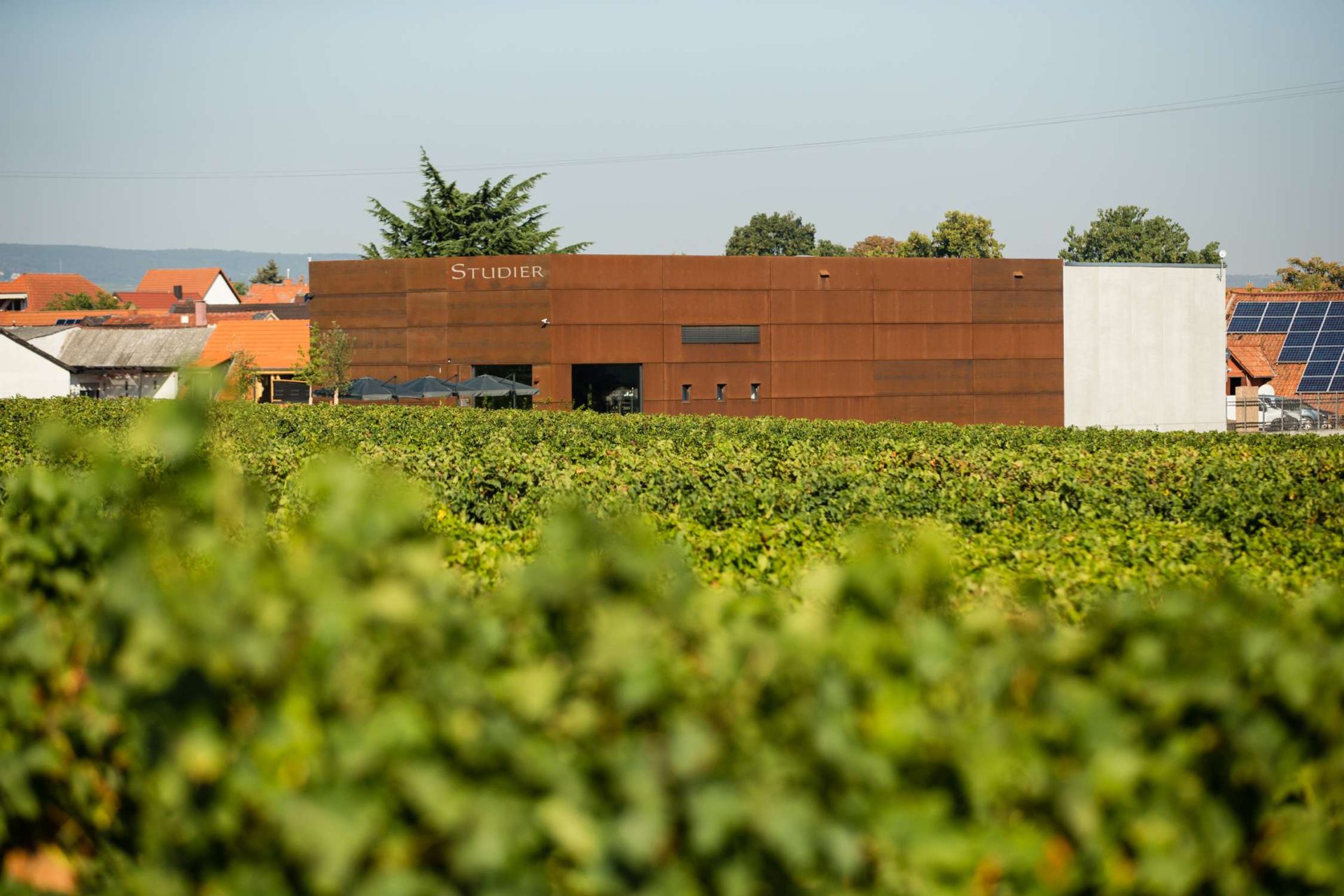 Modernes Gebäude hinter Weinreben